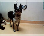 Small Mutt