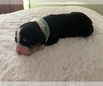 Small Photo #19 Bernedoodle Puppy For Sale in MARTINSVILLE, IN, USA