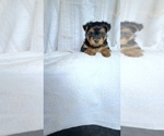 Small #2 Yorkshire Terrier