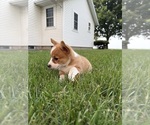 Small Photo #41 Pembroke Welsh Corgi Puppy For Sale in MILFORD, IN, USA