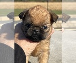 Small #1 Brussels Griffon