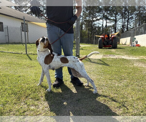 Medium Photo #4 Treeing Walker Coonhound-Unknown Mix Puppy For Sale in Rockaway, NJ, USA