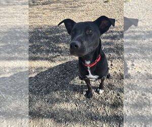 Luna available 10/22 - Female Labrador Retriever-Unknown Mix Dog for Adoption - Photo #2