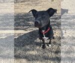 Small Photo #2 Labrador Retriever-Unknown Mix Puppy For Sale in Elmsford, NY, USA