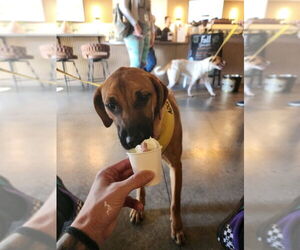 Catahoula Leopard Dog-Unknown Mix Dogs for adoption in McDonough, GA, USA