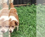 Small #2 Border Collie Mix