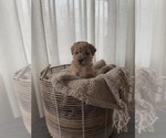 Puppy orange collar Goldendoodle mix (+ Poodle Miniature)