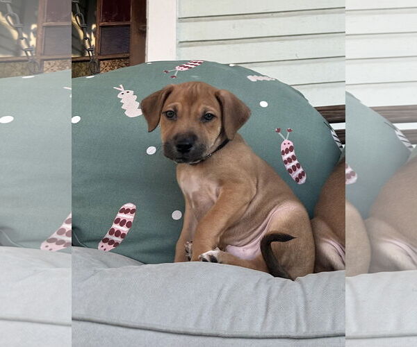 Medium Photo #4 Labrador Retriever-Unknown Mix Puppy For Sale in Germantown, OH, USA