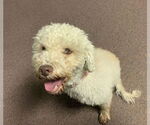 Small #8 Bichon Frise Mix