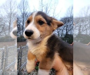 Pembroke Welsh Corgi Puppy for sale in MURFREESBORO, TN, USA