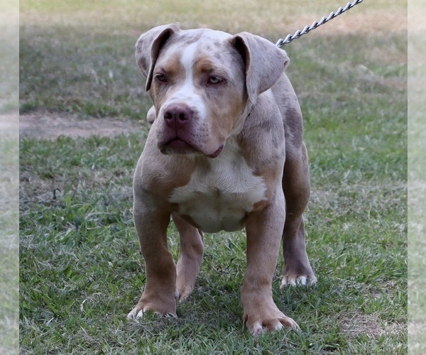 Medium Photo #4 American Bully Puppy For Sale in ORANGEBURG, SC, USA