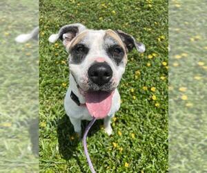 American Staffordshire Terrier Dogs for adoption in Fort Lauderdale, FL, USA