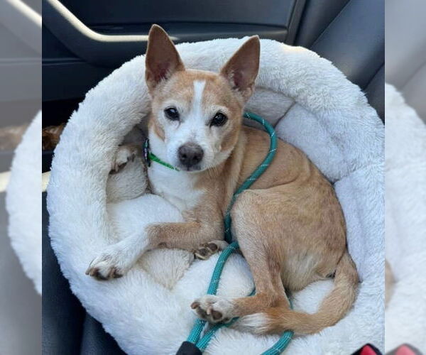 Medium Photo #1 Chihuahua-Unknown Mix Puppy For Sale in Newport Beach, CA, USA