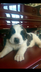 Saint Bernard Puppy for sale in ELM CREEK, NE, USA