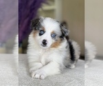 Small Photo #20 Australian Shepherd Puppy For Sale in WESLEY CHAPEL, FL, USA