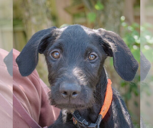 Medium Photo #1 Mutt Puppy For Sale in Huntley, IL, USA