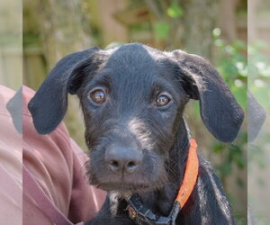 Mutt Dogs for adoption in Huntley, IL, USA