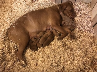 Dogue de Bordeaux Puppy for sale in SAINT ROBERT, MO, USA