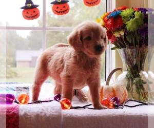 Goldendoodle Puppy for sale in FAIR GROVE, MO, USA