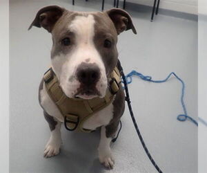 Mutt Dogs for adoption in St. Cloud, FL, USA