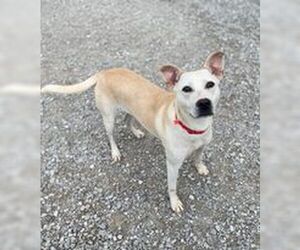 Huskies -Unknown Mix Dogs for adoption in Evansville, IN, USA