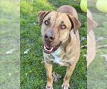 Small #2 American Pit Bull Terrier Mix