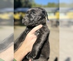 Small Photo #11 Cane Corso Puppy For Sale in BELGRADE, MT, USA