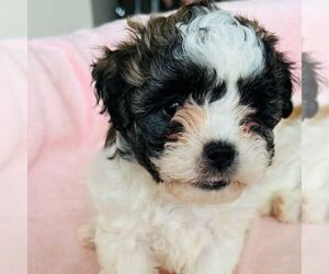 Zuchon Puppy for Sale in IRVING, Texas USA