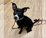 Small #4 Labrador Retriever Mix