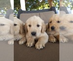 Small #2 Golden Retriever
