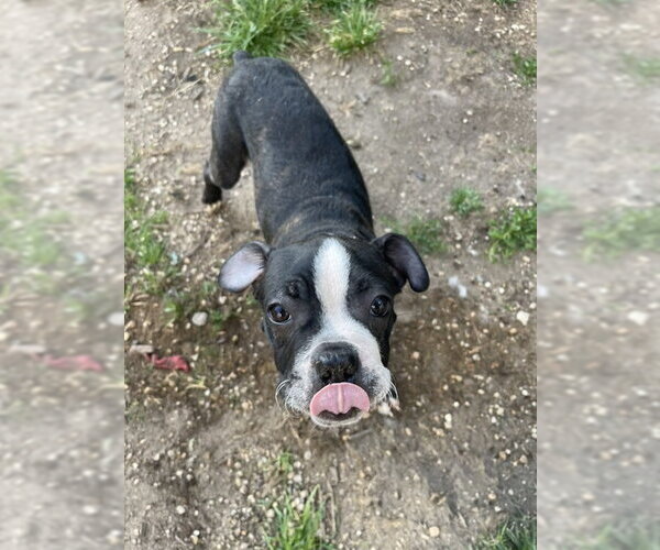 Medium Photo #2 Boston Terrier-Unknown Mix Puppy For Sale in Plainfield, IL, USA