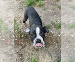 Small #1 Boston Terrier Mix