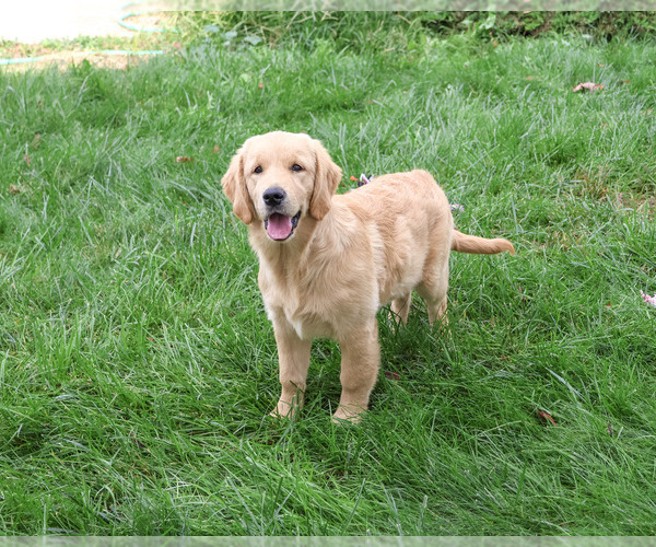 Medium Photo #1 Golden Retriever Puppy For Sale in SYRACUSE, IN, USA