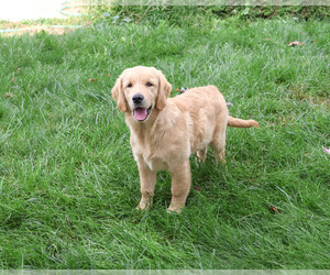 Golden Retriever Puppy for sale in SYRACUSE, IN, USA