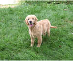 Giana - Female Golden Retriever Puppy for Sale - Small photo