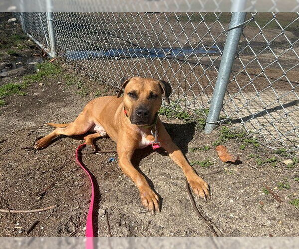 Medium Photo #2 American Pit Bull Terrier-Unknown Mix Puppy For Sale in Ocala, FL, USA