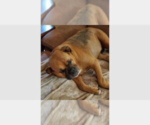 Boxer Dogs for adoption in Austin, TX, USA