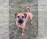 Small #3 Black Mouth Cur Mix