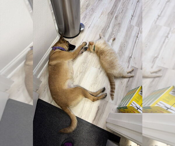 Medium Photo #6 Mutt Puppy For Sale in Imlay City, MI, USA