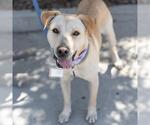 Small #27 Labrador Retriever Mix