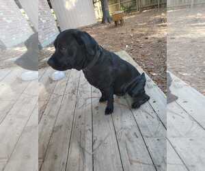 Freya - Female Labrador Retriever-Unknown Mix Dog for Adoption - Photo #4