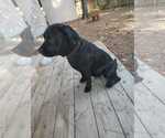Small Photo #4 Labrador Retriever-Unknown Mix Puppy For Sale in The Woodlands, TX, USA