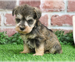 Small Photo #10 Schnauzer (Miniature) Puppy For Sale in SYRACUSE, IN, USA