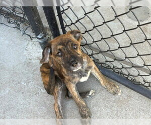 Mutt Dogs for adoption in Tulsa, OK, USA