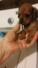 Chiweenie Puppy for sale in PITKIN, LA, USA