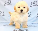 Small Photo #7 Maltipoo Puppy For Sale in LAS VEGAS, NV, USA