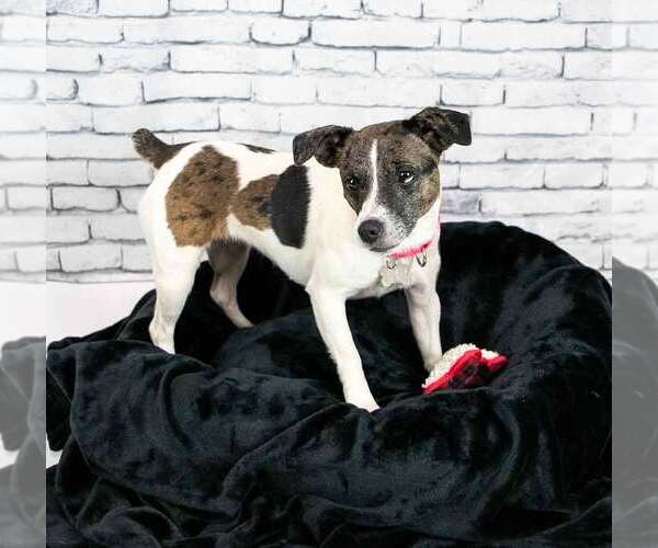 Medium Photo #3 Jack Russell Terrier-Unknown Mix Puppy For Sale in Kennesaw, GA, USA