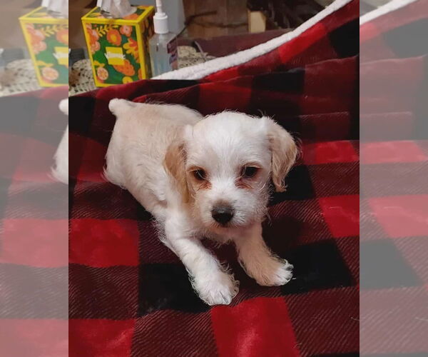 Medium Photo #2 Cairn Terrier-Unknown Mix Puppy For Sale in Arlington, WA, USA