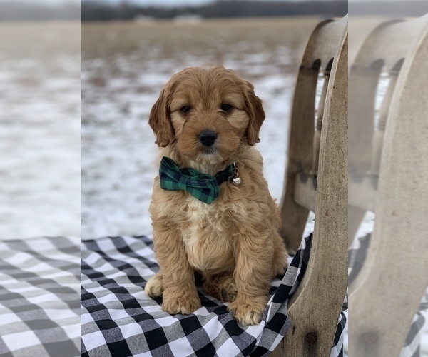 Medium Photo #7 Irish Doodle Puppy For Sale in WOOSTER, OH, USA