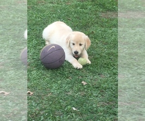 Golden Retriever Puppy for sale in SALEM, MO, USA